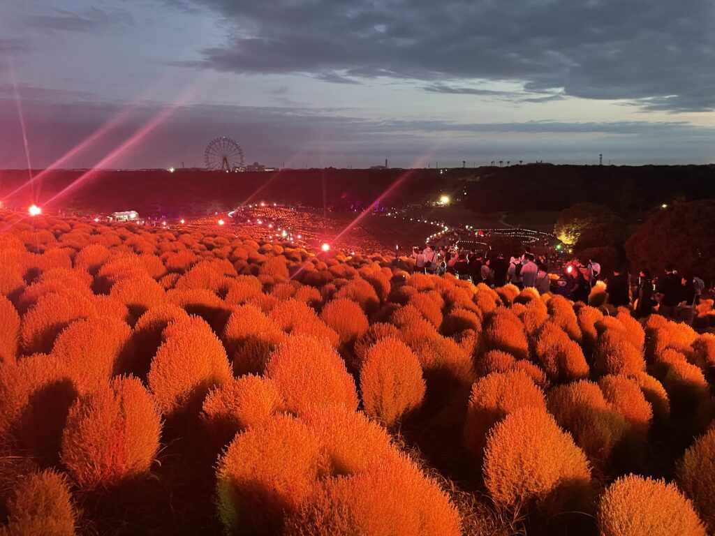 コキアライトアップ2025